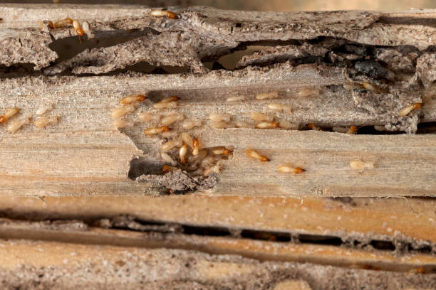Best Insect Control  in Centreville, MI